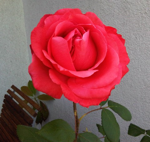Rose für Eva